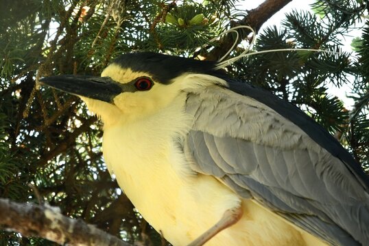 Night capped black heron 
