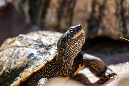 map turtle basking