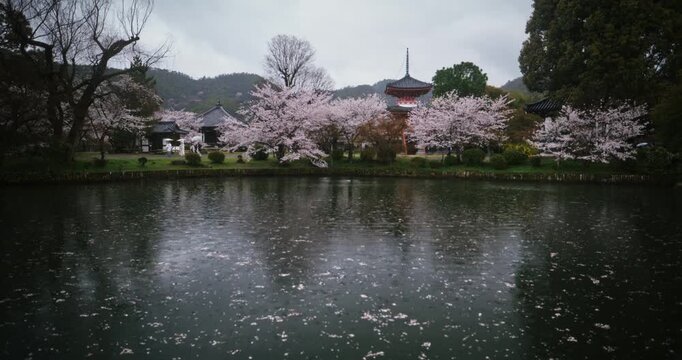 Cinematic shot alongside pond with beautiful cherry blossoms near Japanese structure - tracking shot