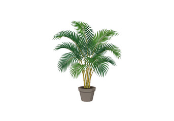 Obraz premium Green palm tree in pot png on transparent background
