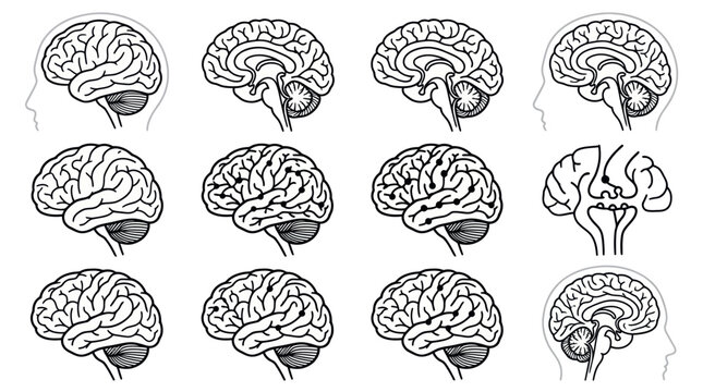 Human brain cross-section and side view anatomy illustrations.