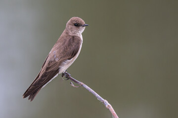 Northern rough-winged swallow perched on a branch. © Lecia Michelle