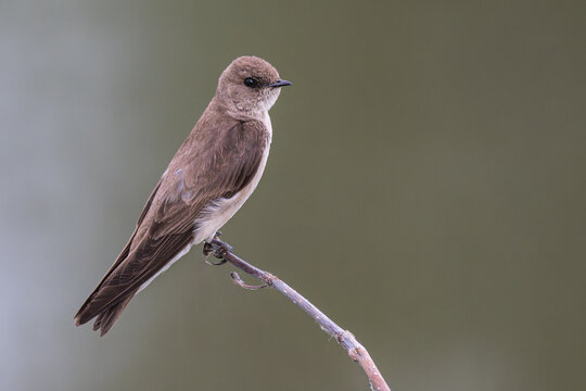 Northern rough-winged swallow perched on a branch.