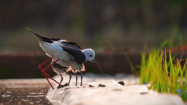 Low angle close up of an adult black-winged stilt bird nesting on a muddy bank with two cute fluffy chicks standing nearby in a peaceful wetland habitat during warm golden hour light.