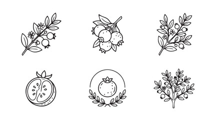 Fototapeta premium Hand drawn pomegranate fruit and branch illustrations with pomegranate botanical monochrome collection illustration vegetarian agriculture