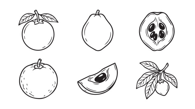 Black and white line art set of guava fruits whole and sliced botanical style with botanical tropical illustration collection monochrome vegetarian nutrition ingredient isolated minimalist