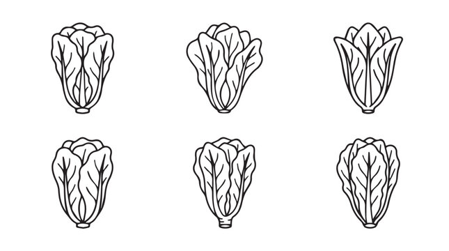 Collection of napa cabbage vegetable illustrations in line art style with vegetable agriculture botanical ingredient vegetarian illustration collection cultivation freshness nutrition