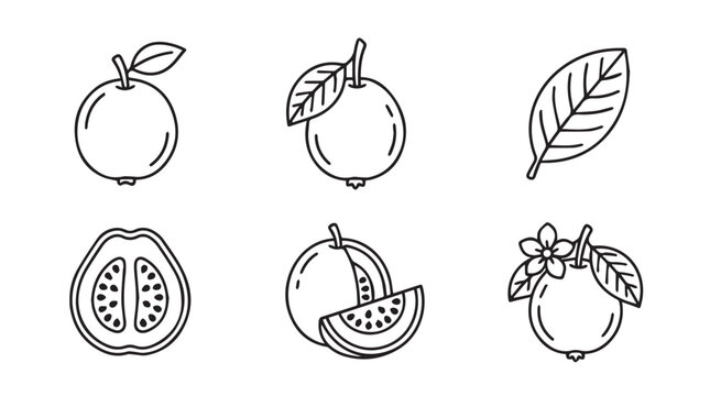 Guava fruit vector icon set showing whole fruits leaves half cut slice branch with flower illustration botanical tropical ingredient monochrome isolated culinary agriculture nutrition