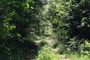 Obraz premium Narrow forest path surrounded by dense green vegetation. Natural woodland trail leading through trees. Peaceful outdoor landscape for hiking and nature exploration.