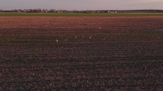 Serene Sunset Casts Pink Glow On Farmland. Quiet Rural Landscape With Grazing Deer At Sunset View. Peaceful Countryside Scene With Deer Resting Near Farm Under Pink Evening Sky