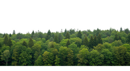Dense forest greenery with tall evergreen trees in natural light © QBeStock