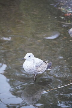 Water Birds on Winter Lake