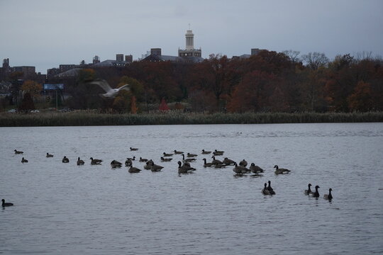 Water Birds on Winter Lake