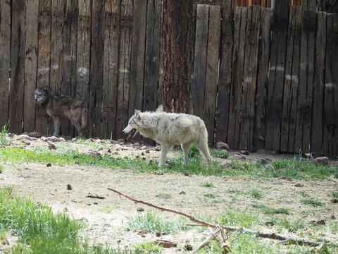 white wolf walking near the fence