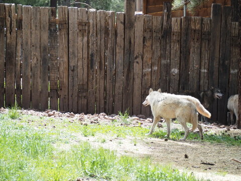 white wolf walking near the fence