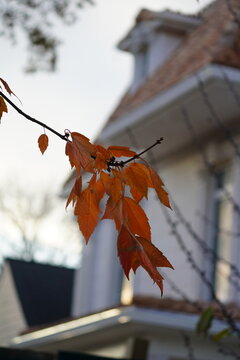 Seasonal Urban Nature Detail