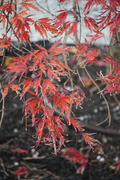 Seasonal Urban Nature Detail