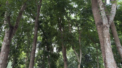 Fototapeta premium Tall tree trunks with abundant green leaves in a dense forest