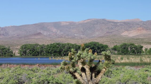 A mature Joshua Tree thrives beside Upper Pahranagat Lake, on the White River in Pahranagat National Wildlife Refuge in Nevada