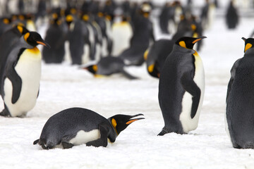 Obraz premium King penguins on South Georgia Island