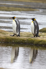 Fototapeta premium King penguins on South Georgia Island