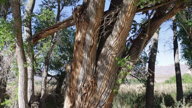 Beautiful bark and blowing leaves of a giant Fremont cottonwood at Pahranagat National Wildlife Refuge in Nevada