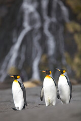 Fototapeta premium King penguins on South Georgia Island