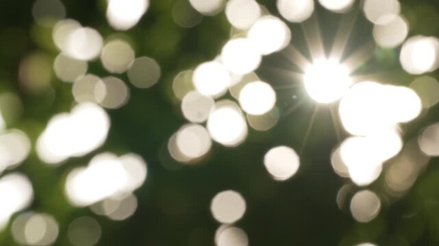 Close up cinematic divider with right side sunburst through swaying tree foliage, natural copy space overlay
