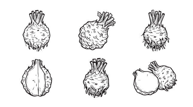 Set of sketch style celery root vegetable illustrations with vegetable celeriac illustration ingredient isolated collection agriculture culinary nutrition vitamins textured monochrome