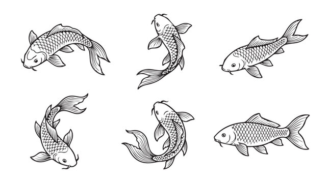 Japanese koi carp fish hand drawn set detailed illustration with illustration japanese tradition swimming isolated collection monochrome engraving wildlife ornamental decorative movement