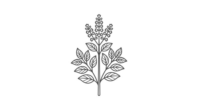 Holy basil tulsi branch line art illustration.