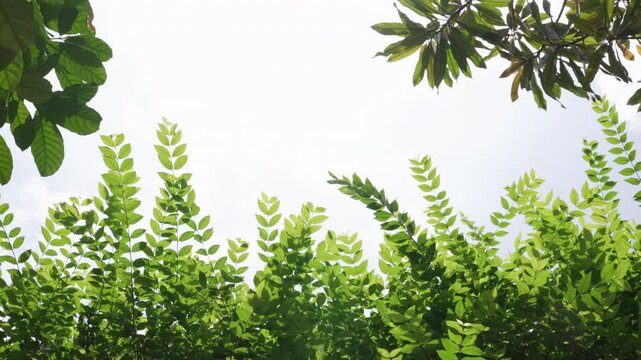 Gentle swaying green tree foliage frame looking up, clean isolated white background