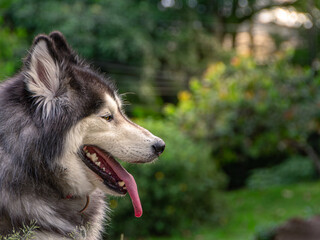 alaskan malamute dog side profile portrait of a fluffy Siberian Husky dog panting in a green backyard © jacobo