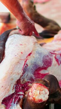 Animal sacrifice skinning process after Eid al-Adha slaughter.