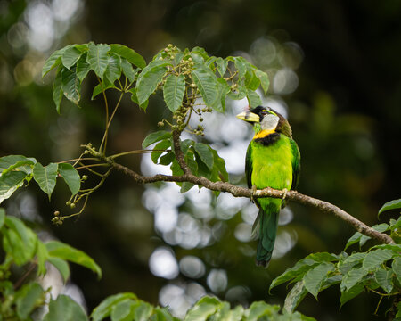 Fire tufted Barbet showing off its neon green plumage and tiny red forehead tuft while eyeing up a branch of forest berries. Photo taken in Taman National Gede Pangrango Indonesia