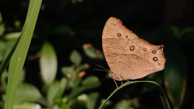 Common Evening Brown butterfly on a grass. This butterfly, scientifically named "Melanitis leda," belongs to Nymphalidae family and Satyrinae subfamily.