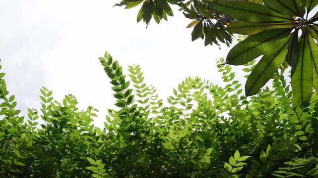 Low angle view green leaves border with gusty breeze, isolated white sky copy space