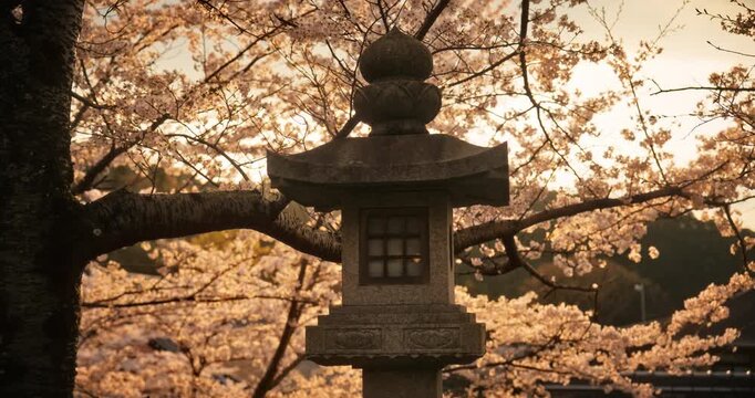 Silhouette of beautiful, ancient stone lantern under spring cherry blossom trees at dusk - steady cam movement