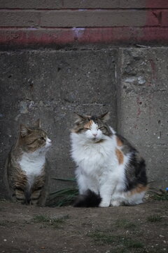 Urban Wildlife in Seasonal Park