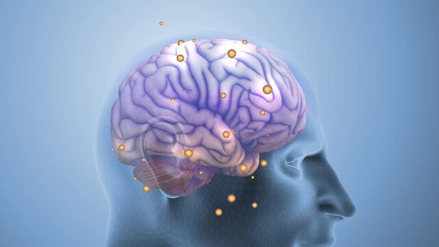 Cerebral Neural Signal Processing Network