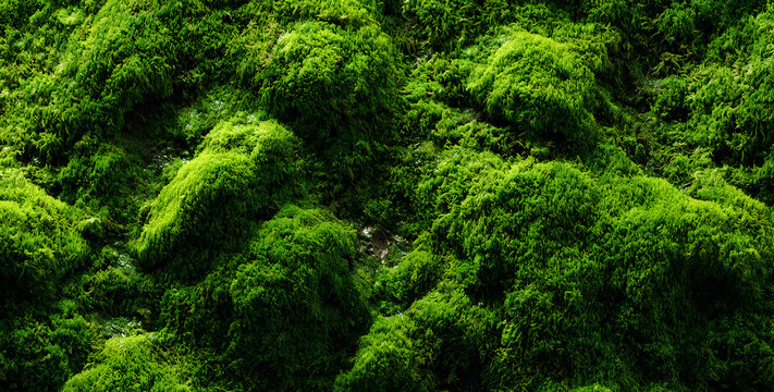 Lush Green Moss Texture Pattern Background Full Frame Abstract