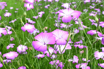 Fototapeta premium ムギナデシコの花
