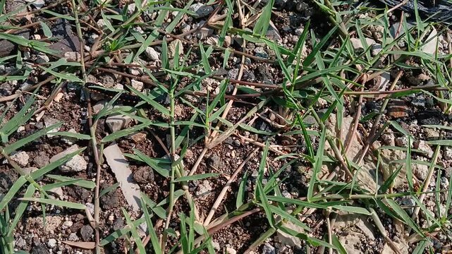 Small millipede crawling on the ground with green grass and pebbles