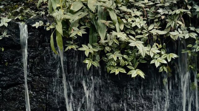 Details of organic leaf textures in a lush forest