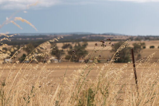 Dry golden grasses sway in the breeze near a barbed wire fence on a hazy summer day