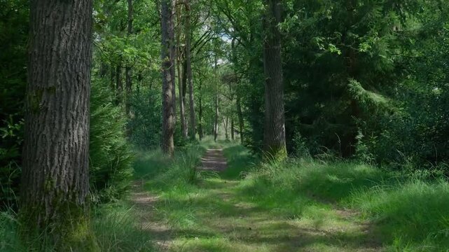 The atmosphere in the image feels very serene, peaceful, and natural, with the dominant green of the leaves and grass, and the dark brown of the sturdy trunks of the large trees.