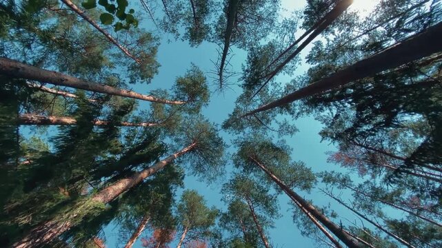 A stunning low-angle worm's-eye view of a dense pine forest. The towering trunks of the trees create a radial pattern that frames the bright blue sky above. 