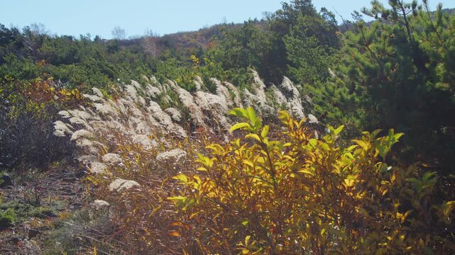 みやぎ蔵王三十六景 駒草平 Miyagi Zao Thirty-Six Views: Komakusa-daira