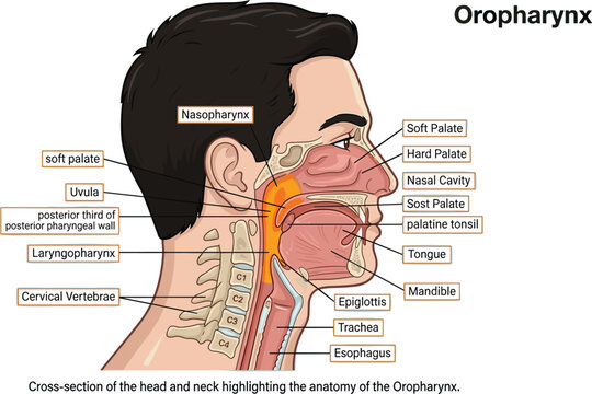 Medical vector illustration showing a cross section of human head and neck highlighting detailed anatomy of the oropharynx