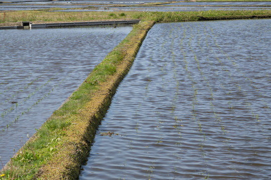  A levee in flooded rice paddies